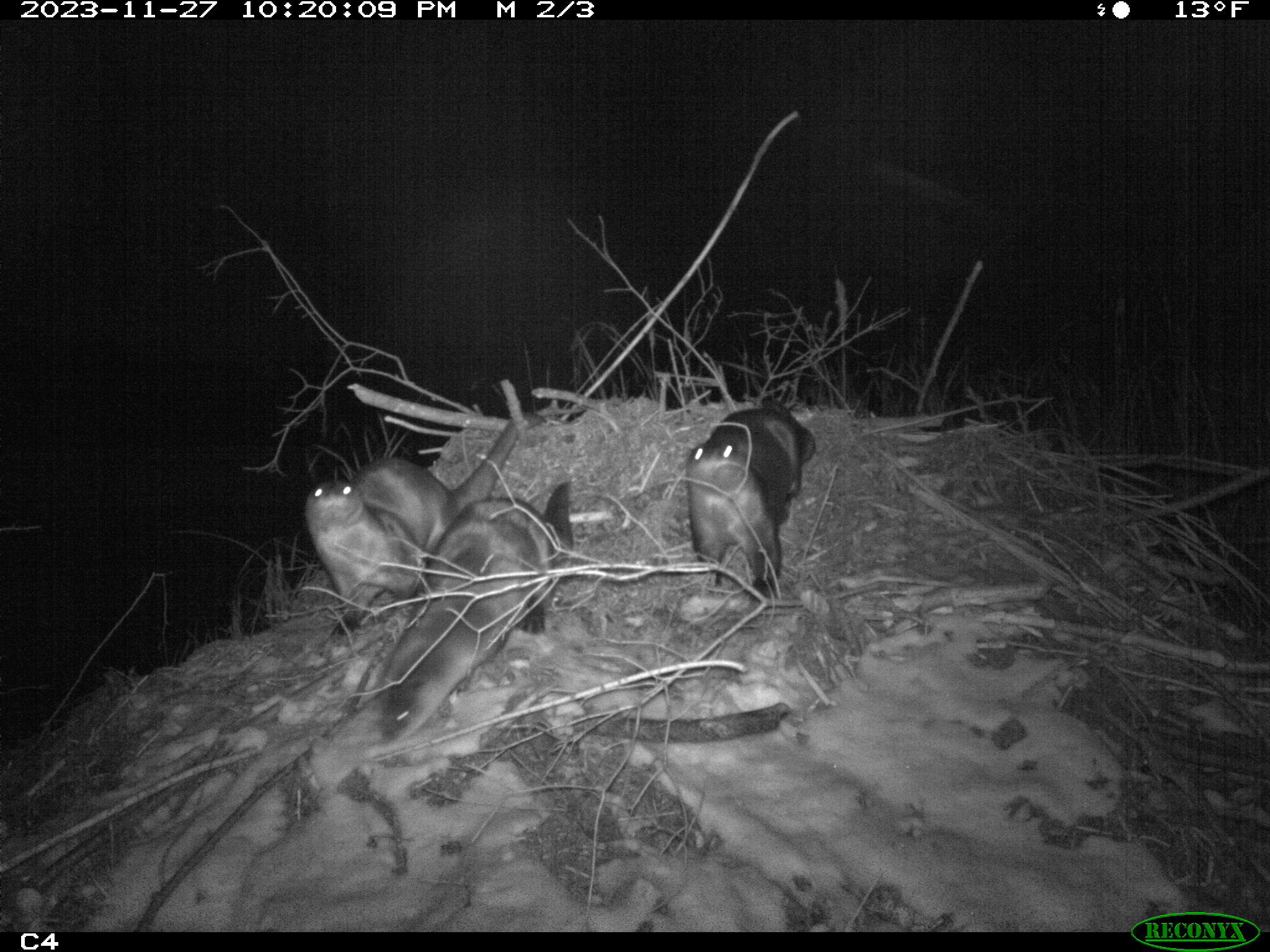 Three river otters on a beaver dam